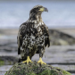 Juvenile Bald Eagle 