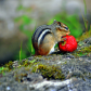 Chip Monk & The Strawberry