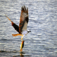 Osprey's Take Out
