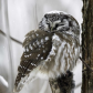 Sleeping Boreal Owl