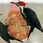 The Twins Pileated Woodpecker's