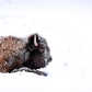 Resting Wood Bison
