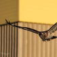 Snack for a Redtail