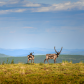 Fortymile Caribou on a Ridgeline