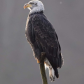 Lordly Eagle