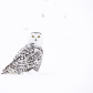 Snowy Owl