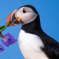 Puffin holding a flower
