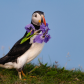 Puffin Holding Flowers