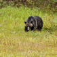 Mom Grizzly with Three Cubs