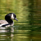 Canada Goose