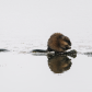 Muskrat Foraging