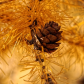 Tamarack Cone in Fall