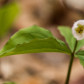 Trillium