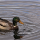 Dabbling Duck