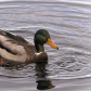 Mallard Duck in the Water