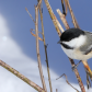 Black-capped Chickadee