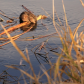 Thirsty Muskrat