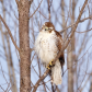 Immature Red-tailed Hawk