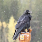 The Raven