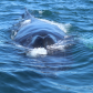 Humpbacks