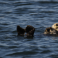 Floating Otter