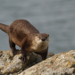 River Otter