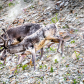 Caribou on the Run