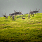 Spotting the Forty Mile Herd