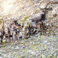 Caribou on the Move