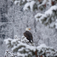 Snow Eagle
