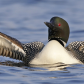 Wing Flapping Loon