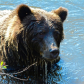 Grizzly Portrait III