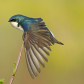 Wing Stretch