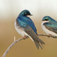 A Twig For Two