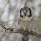 Northern Hawk Owl