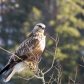 Rough legged Hawk