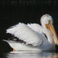 American Pelican
