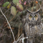 Long Eared Owl