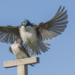 Mating Tree Swallows