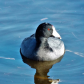 No I'm a COOT !