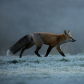 Frosty Morning Walk