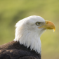 Portrait of an Eagle