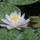 Water Lilly in the Rain