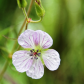 Wild White Geranium