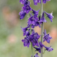 Tall Larkspur