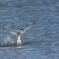 Arctic Tern rising from the water