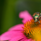 Feeding on the Echinacea