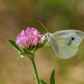 Cabbage White