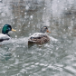 Mallards In The Snow