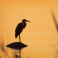 Heron Silhouette